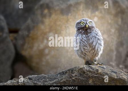 piccolo gufo Foto Stock