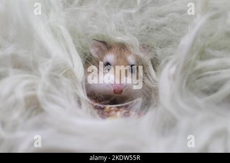 Roborovski criceto Foto Stock