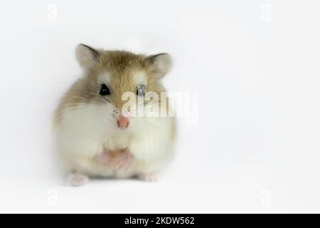 Roborovski criceto Foto Stock