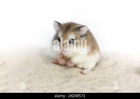 Roborovski criceto Foto Stock