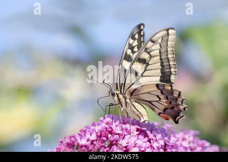 a coda di rondine Foto Stock