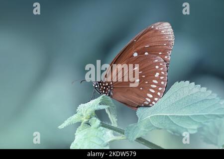 corvo re blu Foto Stock