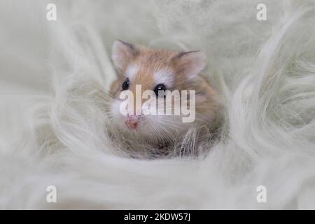 Roborovski criceto Foto Stock