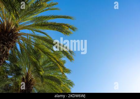 Alberi di palma con un cielo blu chiaro e spazio di copia Foto Stock