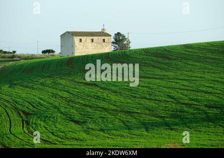 Chiesa rurale e campo di grano verde alla sera in Sicilia, Italia Foto Stock