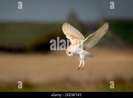 Fienile che si agguantano sui campi del Northumberland in primavera Foto Stock