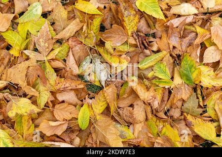 Foglie che cadono da alberi in caduta. Foglie gialle, figliata di foglie Foto Stock