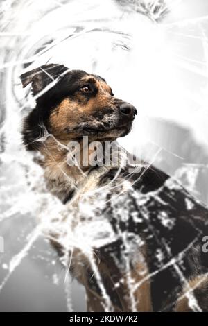 Pastore-Hovawart Foto Stock