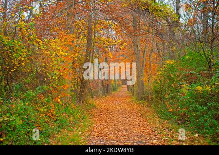 Il lussureggiante fogliame autunnale costeggiano i sentieri naturalistici di Institute Woods a Princeton, New Jersey -03 Foto Stock