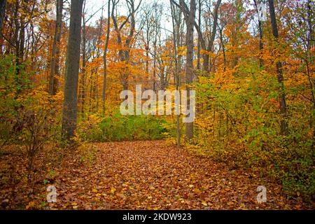 Il lussureggiante fogliame autunnale costeggiano i sentieri naturalistici di Institute Woods a Princeton, New Jersey -04 Foto Stock