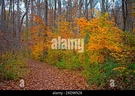 Il lussureggiante fogliame autunnale costeggiano i sentieri naturalistici di Institute Woods a Princeton, New Jersey -05 Foto Stock