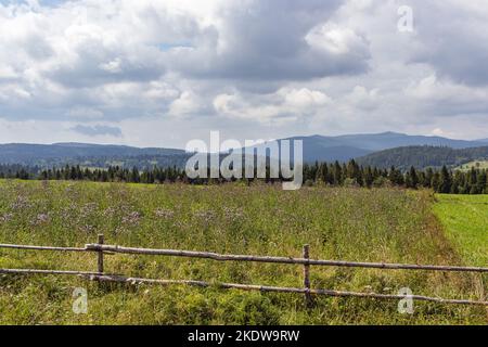 Prato di montagna in Carpazi. Campagna paesaggio estivo con valli e colline erbose. Concetto di freschezza della natura Foto Stock