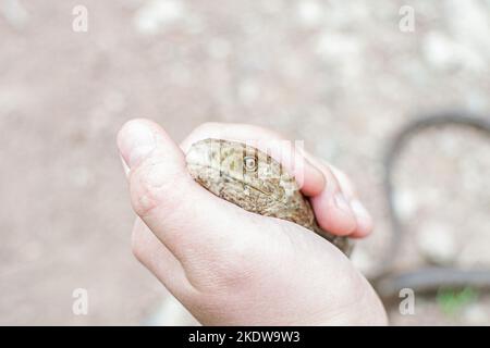 Lucertola europea senza legumi, Pseudopus apodus apodus, Sheltopusik. Si tratta di un rettile non velenoso che assomiglia a un serpente. Catturato in Armenia Foto Stock