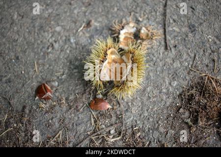 in autunno ci sono molte castagne sul terreno Foto Stock