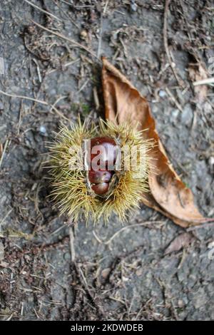 castagne a terra in autunno Foto Stock