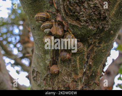 alcune lumache che vivono insieme in un albero in un frutteto Foto Stock