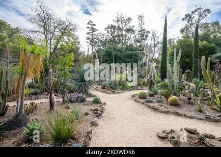 Cactus Garden nel tardo pomeriggio in autunno | California Foto Stock