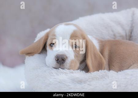 Cucciolo di Beagle sdraiato Foto Stock