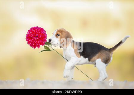 Cucciolo di Beagle in piedi Foto Stock