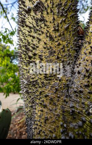 Cactus Garden nel tardo pomeriggio in autunno | California Foto Stock