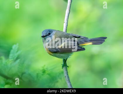 American Redstart appollaiato sul ramo Foto Stock