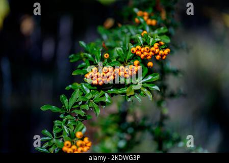 Pyracantha è un genere di arbusti sempreverdi di grandi dimensioni della famiglia Rosaceae, con i nomi comuni di pirocantha o pyracantha. Foto Stock