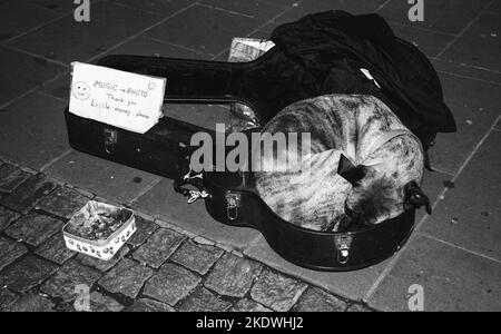 STRASBURGO, FRANCIA - 20 DICEMBRE 2015: Musicisti di strada al mercatino di Natale a Strasburgo. Cane che posa in caso di chitarra del suo proprietario vicino a scatola di donazione (. Foto Stock