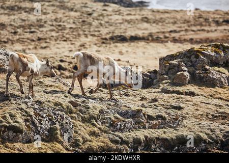 Renne che vivono in Islanda Foto Stock