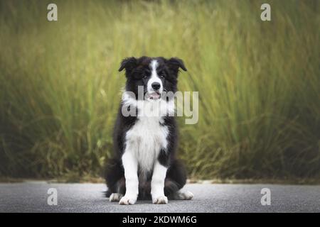 Border Collie cucciolo Foto Stock
