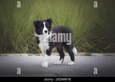 Border Collie cucciolo Foto Stock