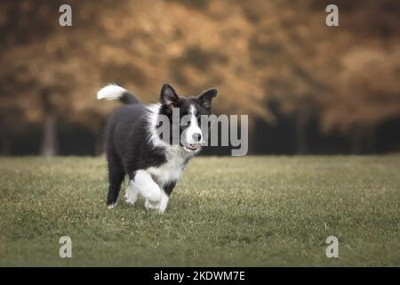 Border Collie cucciolo Foto Stock