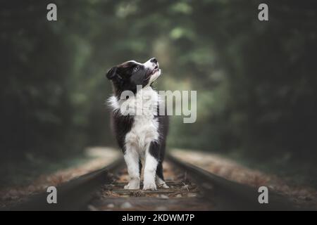 Border Collie cucciolo Foto Stock