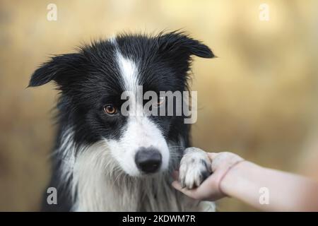 Maschio bordo Collie Foto Stock