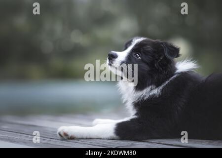 Border Collie cucciolo Foto Stock