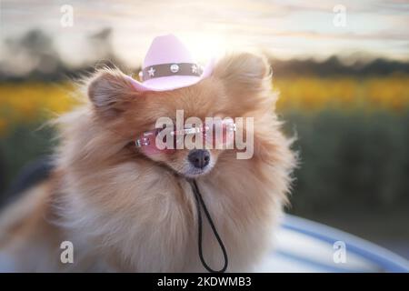 Pomeranian in estate Foto Stock