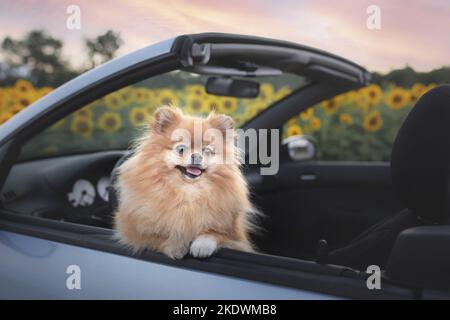 Pomeranian in estate Foto Stock