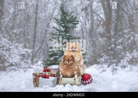 Pomeranian in inverno Foto Stock