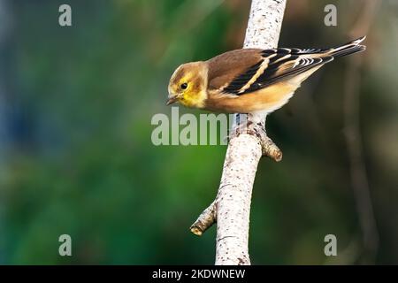 Goldfinch americano in inverno piumaggio Foto Stock