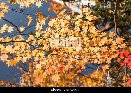 Foglie colorate al lago Chuzenji (Nikko, Giappone) in una giornata di sole a fine ottobre. Foto Stock