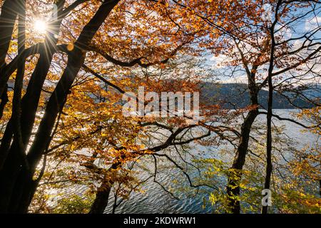 Foglie colorate sugli alberi al lago Chuzenji (Nikko, Giappone) in una giornata di sole a fine ottobre. Foto Stock