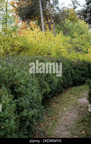 Odessa, Ucraina. 5th Nov 2022. I colori del fogliame autunnale sono visibili nel Giardino Botanico sul Boulevard francese. Giardino Botanico dell'Università Nazionale di Odessa, che prende il nome da Ilya Mechnikov. Sul territorio del giardino si presentano più di 3.000 tipologie di spazi verdi con una superficie di circa 16 ettari. Il giardino è una suddivisione educativa della Facoltà di Biologia dell'Università, sulla base dei diplomi e delle relazioni terminologiche sono svolte annualmente, il personale scientifico del giardino partecipa al processo educativo.nel 1963, il giardino botanico è stato dato lo status di parco-monumento Foto Stock