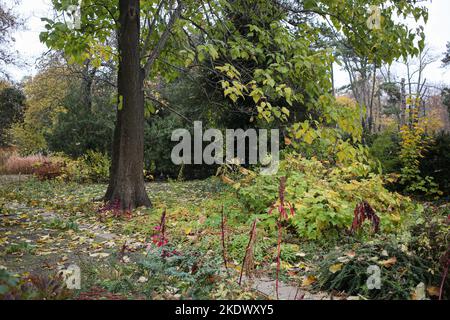 Odessa, Ucraina. 5th Nov 2022. I colori del fogliame autunnale sono visibili nel Giardino Botanico sul Boulevard francese. Giardino Botanico dell'Università Nazionale di Odessa, che prende il nome da Ilya Mechnikov. Sul territorio del giardino si presentano più di 3.000 tipologie di spazi verdi con una superficie di circa 16 ettari. Il giardino è una suddivisione educativa della Facoltà di Biologia dell'Università, sulla base dei diplomi e delle relazioni terminologiche sono svolte annualmente, il personale scientifico del giardino partecipa al processo educativo.nel 1963, il giardino botanico è stato dato lo status di parco-monumento Foto Stock