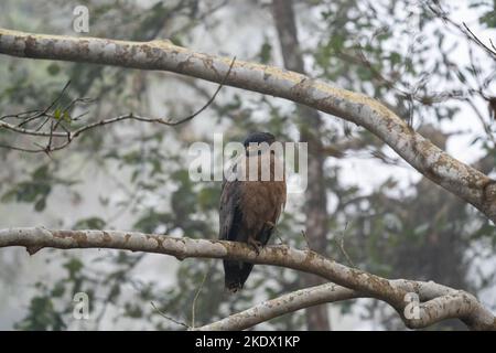 Un'aquila serpente crestata appollaiata su un ramo nelle giungle del Parco Nazionale di Chitwan in Nepal. Foto Stock