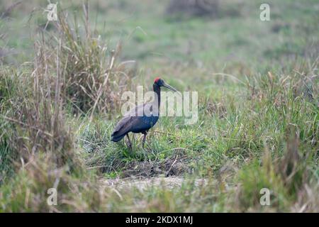Un Ibis dal tovagliato rosso che cammina nelle alte erbe del Parco Nazionale di Chitwan in Nepal. Foto Stock