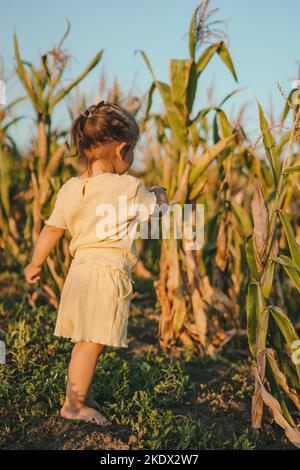 Vista posteriore piccolo bambino in vestito giallo che soggiorna in un campo di mais in fattoria durante la stagione autunnale. Campo di coltivatore. Bellissimo tramonto. Autunno natura. Natura Foto Stock