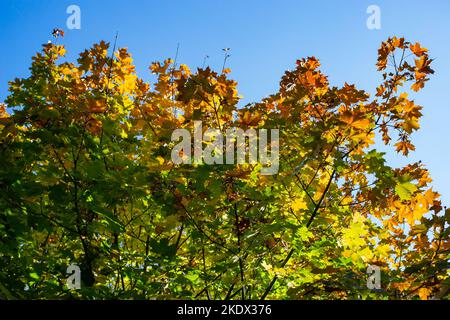 Foglie autunnali che si trasformano dal verde al rosso, contro il cielo blu brillante Foto Stock