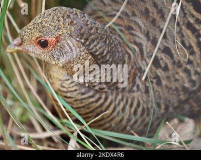 Apprehensive timorous femmina Golden Pheasant che piange dal sottobosco. Foto Stock