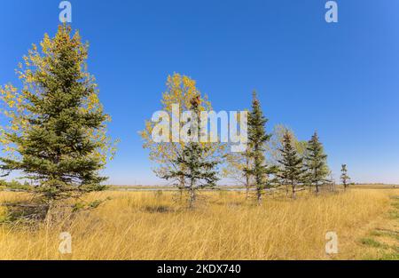 Linea di alberi contro il cielo blu in autunno Foto Stock