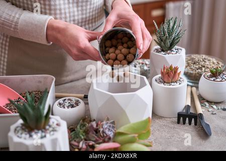 Donna che mette l'argilla espansa in una pentola per Echeveria Succulent piante da taglio radicate piantando Foto Stock