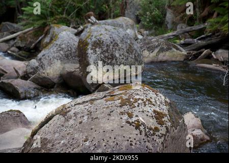 Attenzione! Serpente su una roccia. I serpenti della tigre (Notechis scutatus) amano l'acqua, e sono spesso visti nuotare o crogiolarsi vicino a fiumi e insenature. Cascate di Keppels. Foto Stock